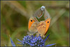 Ime datoteke: m_DSC_4441~0.JPG
Velikost datoteke: 273kB
Dimenzija: 1024x689
Datum objave: 3. avgust 2015 m_DSC_4441~0.JPG