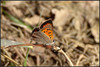 Ime datoteke: m_DSC_6582~0.JPG
Velikost datoteke: 288kB
Dimenzija: 1024x687
Datum objave: 5. marec 2015 m_DSC_6582~0.JPG