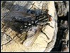 mesarska muha-DSC04361.jpg