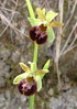 orhideja 2.jpg