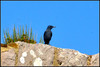 Ime datoteke: p_DSC_5300~0.JPG
Velikost datoteke: 291kB
Dimenzija: 1024x688
Datum objave: 30. avgust 2015 p_DSC_5300~0.JPG
