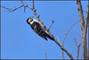 Ime datoteke: p_DSC_6921~0.JPG
Velikost datoteke: 313kB
Dimenzija: 1024x687
Datum objave: 10. marec 2015 p_DSC_6921~0.JPG