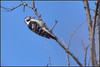 Ime datoteke: p_DSC_6922~0.JPG
Velikost datoteke: 306kB
Dimenzija: 1024x687
Datum objave: 10. marec 2015 p_DSC_6922~0.JPG