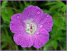 Ime datoteke: geran~0.jpg
Velikost datoteke: 96kB
Dimenzija: 795x600
Datum objave: 17. maj 2006 geran~0.jpg