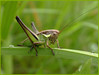 Ime datoteke: kob~0.jpg
Velikost datoteke: 71kB
Dimenzija: 795x600
Datum objave: 17. maj 2006 kob~0.jpg