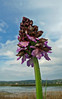 orchis.765453232.jpg