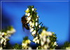 Čebela in resje.jpg