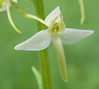 Orhideja 1~1.jpg