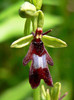 Orhideja 2.jpg