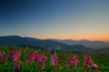 Ime datoteke: Roze~0.jpg
Velikost datoteke: 153kB
Dimenzija: 900x600
Datum objave: 16. april 2006 Roze~0.jpg