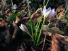 Ime datoteke: IMG_0041_1~0.JPG
Velikost datoteke: 176kB
Dimenzija: 800x600
Datum objave: 9. februar 2009 IMG_0041_1~0.JPG