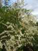 Ime datoteke: IMG_0166_1~0.JPG
Velikost datoteke: 206kB
Dimenzija: 600x800
Datum objave: 7. oktober 2007 IMG_0166_1~0.JPG