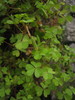 Ime datoteke: IMG_0197_1~1.JPG
Velikost datoteke: 122kB
Dimenzija: 600x800
Datum objave: 7. oktober 2007 IMG_0197_1~1.JPG