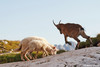 08_08_27 Capra ibex Sheep1-ces__.jpg