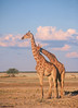 _54-24 Giraffa camelopardalis-ces_.jpg