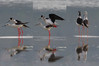 Ime datoteke: 10~0.jpg
Velikost datoteke: 217kB
Dimenzija: 900x600
Datum objave: 29. april 2011 10~0.jpg