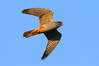 Ime datoteke: IMG_6443~0.jpg
Velikost datoteke: 234kB
Dimenzija: 900x600
Datum objave: 9. maj 2016 IMG_6443~0.jpg