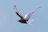 Ime datoteke: IMG_7177~0.jpg
Velikost datoteke: 200kB
Dimenzija: 900x600
Datum objave: 20. maj 2018 IMG_7177~0.jpg
