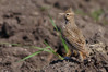 Ime datoteke: IMG_8899~0.jpg
Velikost datoteke: 211kB
Dimenzija: 900x600
Datum objave: 10. april 2011 IMG_8899~0.jpg