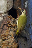 Ime datoteke: IMG_9702~0.jpg
Velikost datoteke: 272kB
Dimenzija: 600x900
Datum objave: 4. marec 2017 IMG_9702~0.jpg