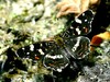 Ime datoteke: _Koprivov pajcevinar-Araschnia levana_ IMG_4309-1~0.jpg
Velikost datoteke: 168kB
Dimenzija: 797x600
Datum objave: 11. april 2016 _Koprivov pajcevinar-Araschnia levana_ IMG_4309-1~0.jpg