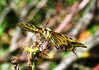 _Lastovicar-Papilio machaon_IMG_7186-1.jpg