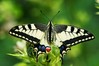 _Lastovicar-Papilio machaon_IMG_7454-1.JPG