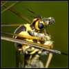 Picture 5844.veliki košeninar -Tipula oleracea.jpg