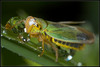 _DSC2220.  cicadella viridis - slinarica .jpg