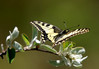 metulj-2.jpg