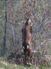 IMG_4436 gorska koza,36.jpg