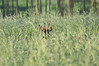 IMG_5201 srnjak v travi1 c,450,36.jpg
