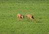 Ime datoteke: DSC05577~0.jpg
Velikost datoteke: 274kB
Dimenzija: 763x524
Datum objave: 9. avgust 2016 DSC05577~0.jpg