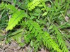 Amorpha fruticosa.jpg