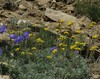 Ime datoteke: Artemisia glacialis~0.jpg
Velikost datoteke: 236kB
Dimenzija: 900x714
Datum objave: 24. september 2015 Artemisia glacialis~0.jpg
