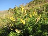 Astragalus penduliflorus.jpg