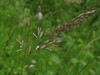 Avenula pubescens Zelodnik 13.5.24.jpg