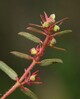 C_Euphorbia maculata.jpg