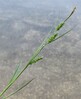Carex punctata Zovnek17.5.22.jpg