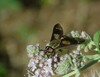 Ime datoteke: Chrysops relictus Zbilje 9. 7. 25.jpg
Velikost datoteke: 379kB
Dimenzija: 1100x851
Datum objave: July 12, 2025 Chrysops relictus Zbilje 9. 7. 25.jpg
