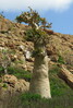 Dorstenia gigas Homhil Socotra 18.1.24.jpg