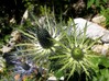 Eryngium alpinum1.jpg