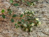 Euphorbia kischenensis Detwah Lagoon Socotra 22.1.24c.jpg