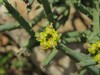 Euphorbia schimperi Homhil Socotra 18.1.24b.jpg