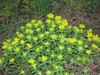 Euphorbia_epithymoides.jpg
