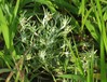 Filaginella uliginosa1.jpg
