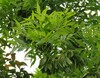 Fraxinus angustifolia27.4.24.jpg