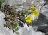 Helianthemum oleandicum rupifragum Nanos 10.5.24.jpg