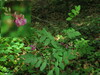 Lathyrus niger Gabrje 18.5.24.jpg