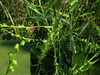 Myagrum perfoliatum.jpg